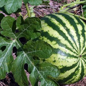 Watermelon Seed Oil without Alkaline Impurity